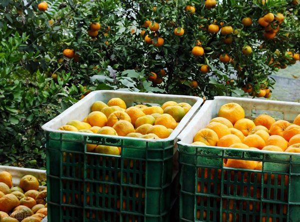 图片[6]-电商对我国社会带来哪些影响和影响作文-电商对中国经济的巨大影响-推咖网创