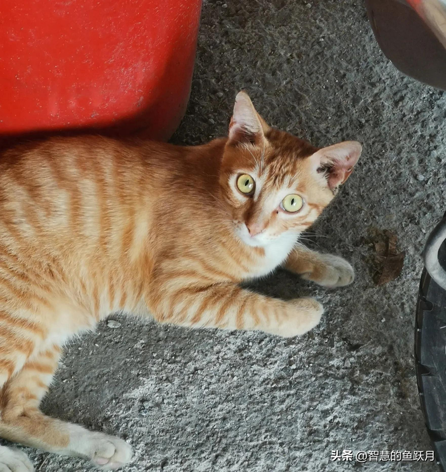 慢慢薅什么意思-嘘！这是慢慢摸索出来的养殖副业