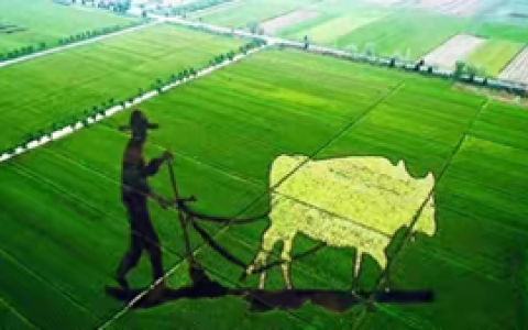 农村冷门暴利行业