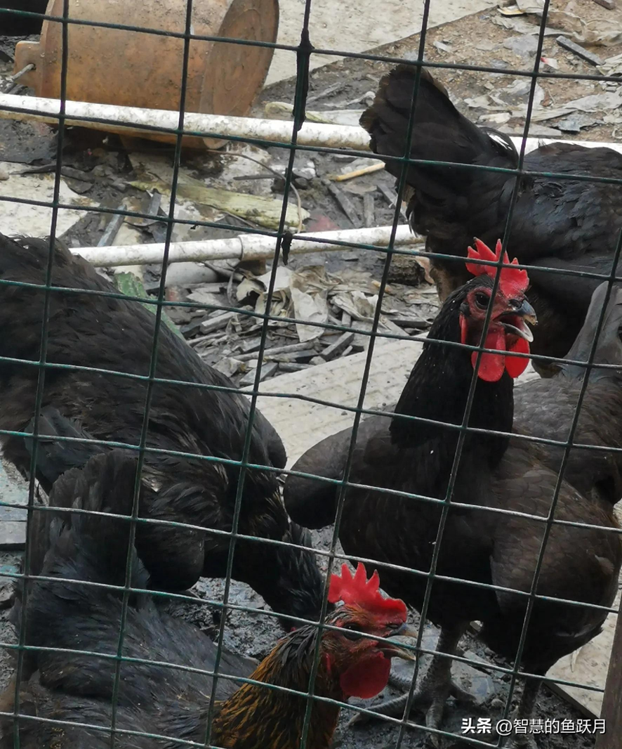 慢慢薅什么意思-嘘！这是慢慢摸索出来的养殖副业