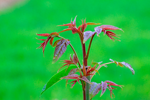 图片[5]-什么是草根创业-草根创业如何选择？5个好项目，选对方向很重要-推咖网创