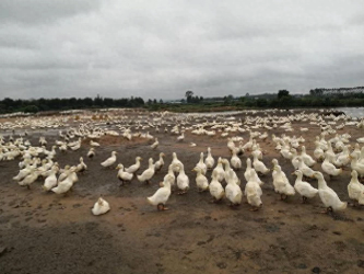 未来农村可能致富的四个行业-想在农村创业的人注意了：未来农村暴富的八大行业你必须知道