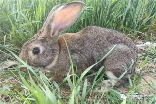 一亩鳝鱼池可以养多少斤鳝鱼-冷门养殖行业：一亩可以养几千只，一年能赚30多万，一个人也能干