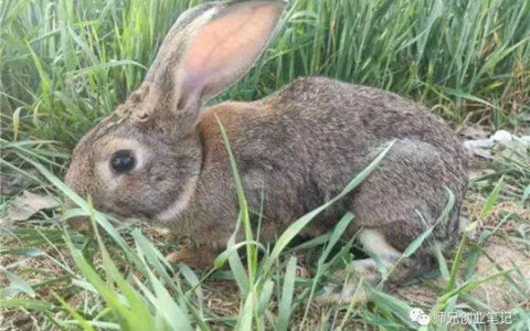 一亩鳝鱼池可以养多少斤鳝鱼