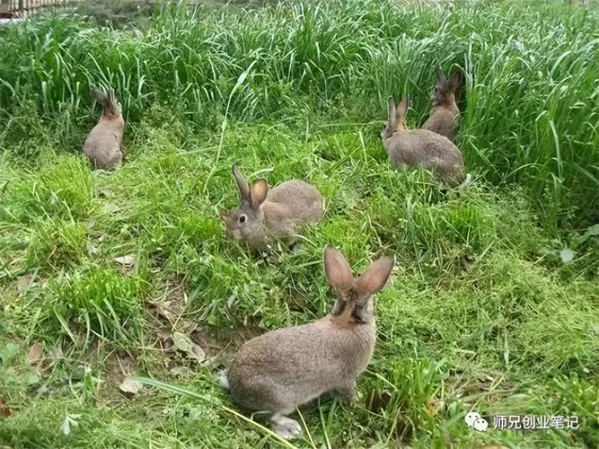 一亩鳝鱼池可以养多少斤鳝鱼-冷门养殖行业：一亩可以养几千只，一年能赚30多万，一个人也能干