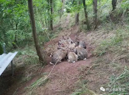 一亩鳝鱼池可以养多少斤鳝鱼-冷门养殖行业：一亩可以养几千只，一年能赚30多万，一个人也能干